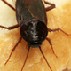 Image for article titled All Your Food Is Full of Bugs. There Are Bugs in Your Mouth Right Now.